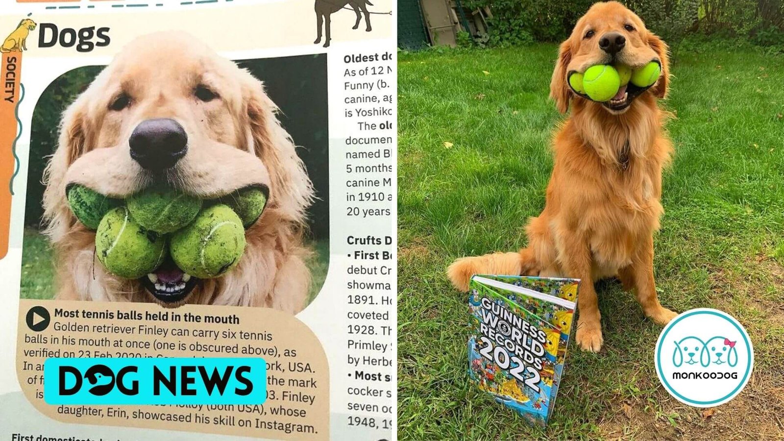 Golden Retriever that can hold 6 tennis balls