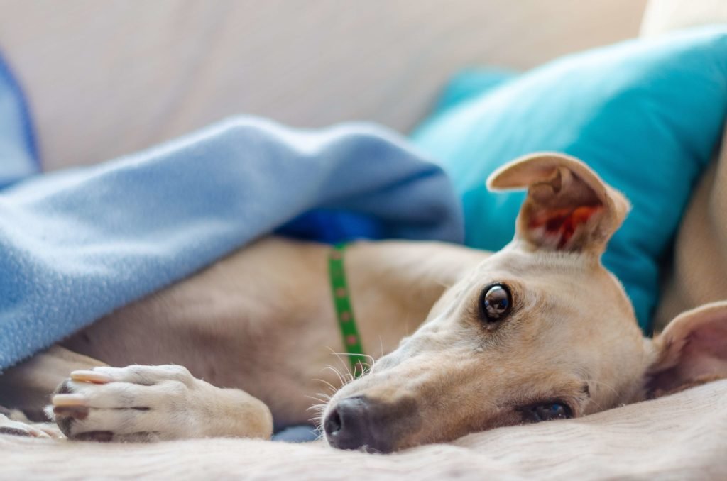 The Greyhound is a breed of noble