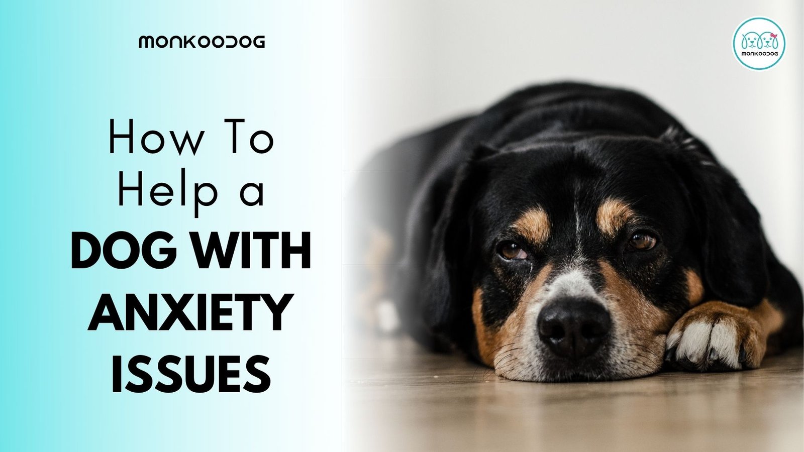 How To Help a Dog With Anxiety Issues.