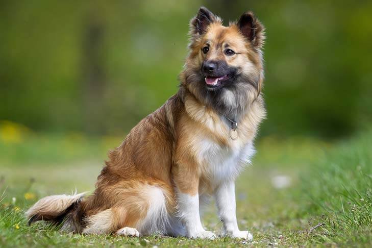 Icelandic sheepdog