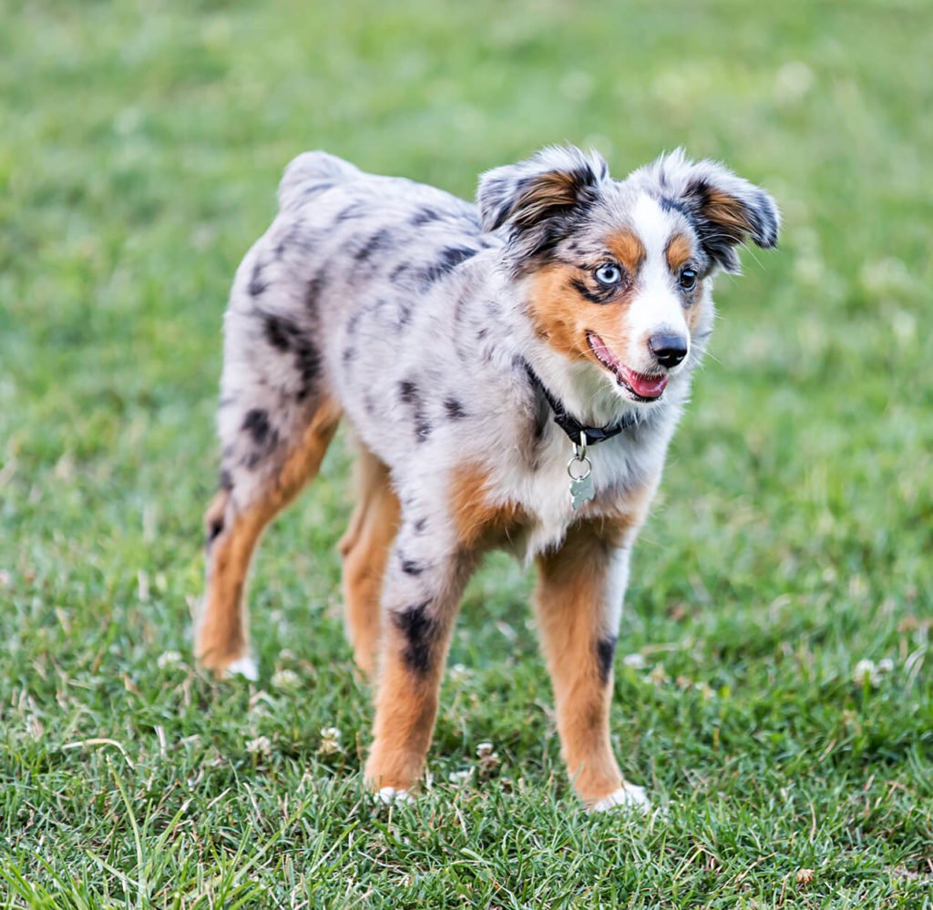 Miniature American Shepherds