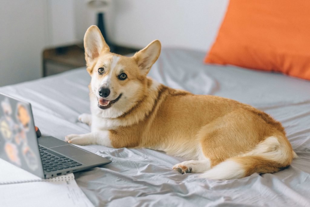 Pembroke Welsh Corgi