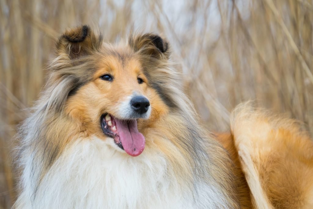 Shetland sheepdogs