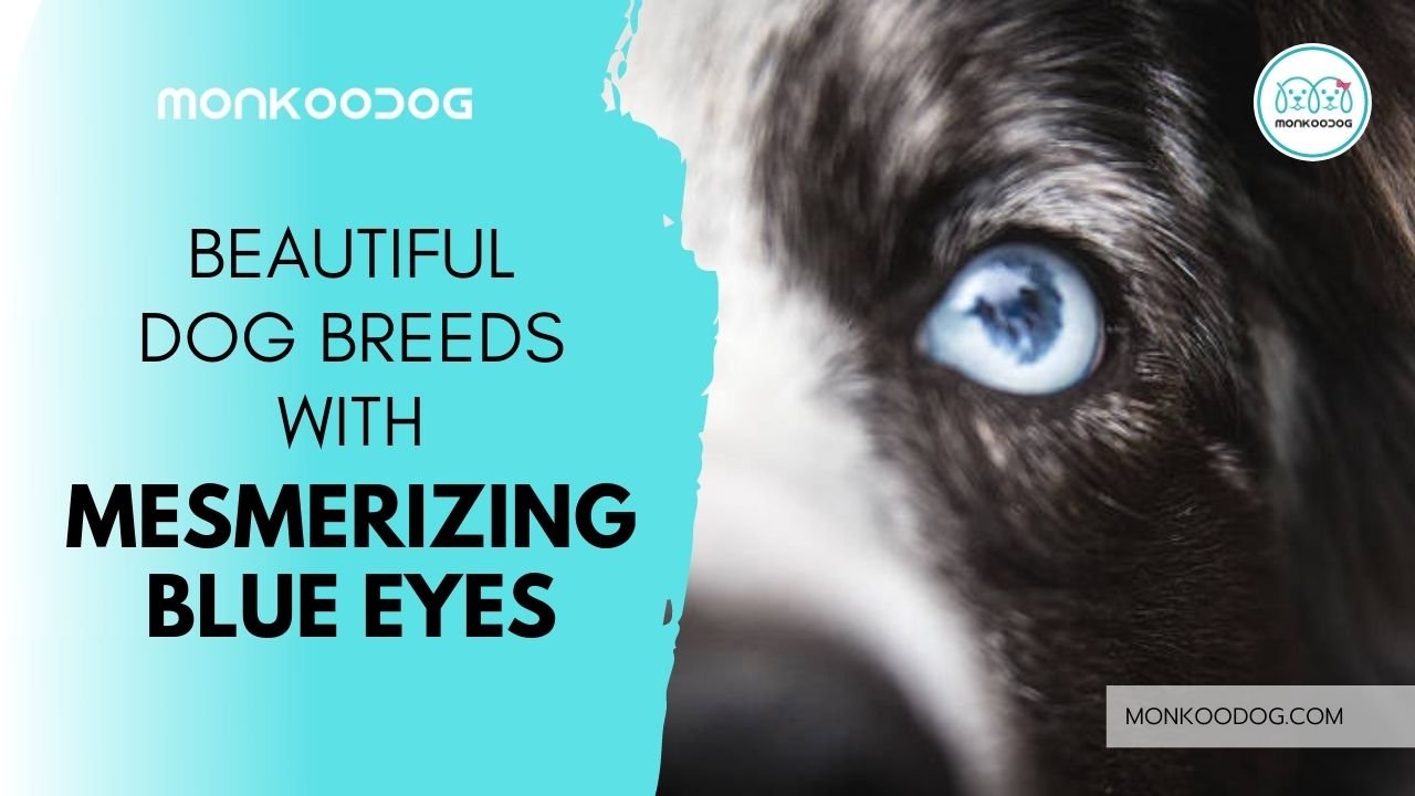 What Breeds Of Dogs Can Have Blue Eyes