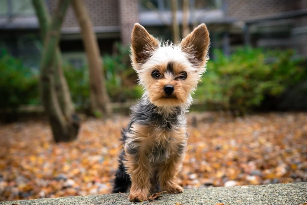 Yorkshire Terrier is one of the most popular breeds