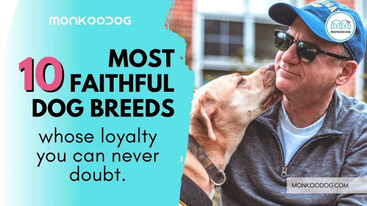 10 of the Most Faithful Dog Breeds Who Will Always Be By Your Side.