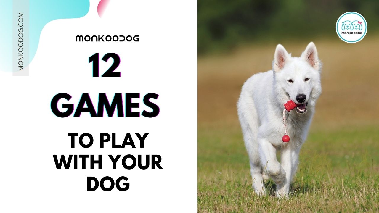 12 GAMES TO PLAY WITH YOUR DOG