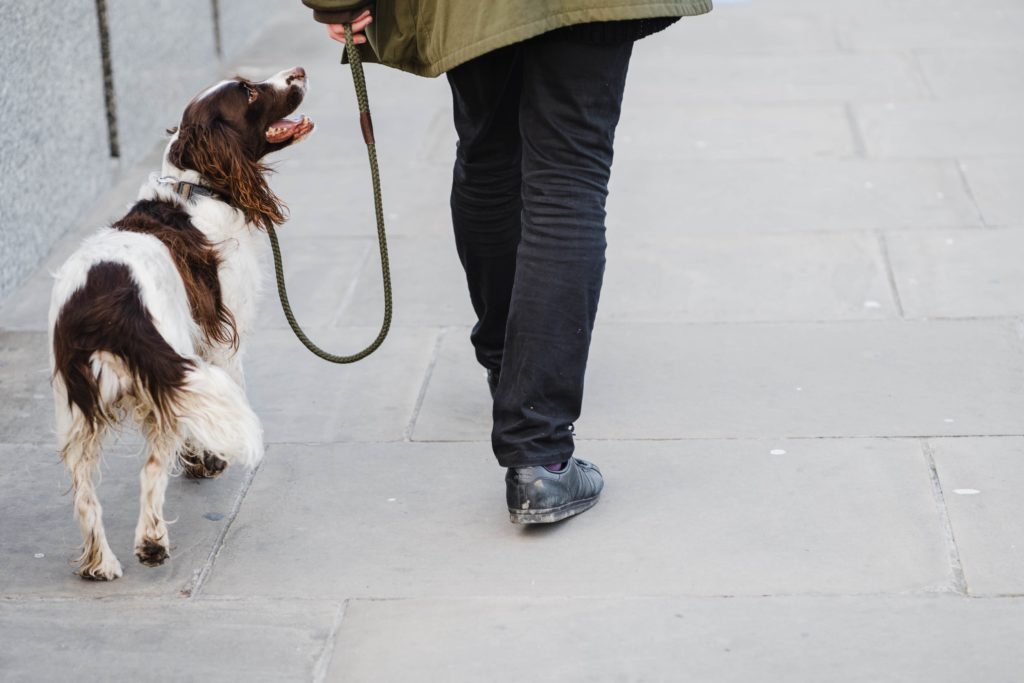 Always take your dog for a walk or exercise first before your outing