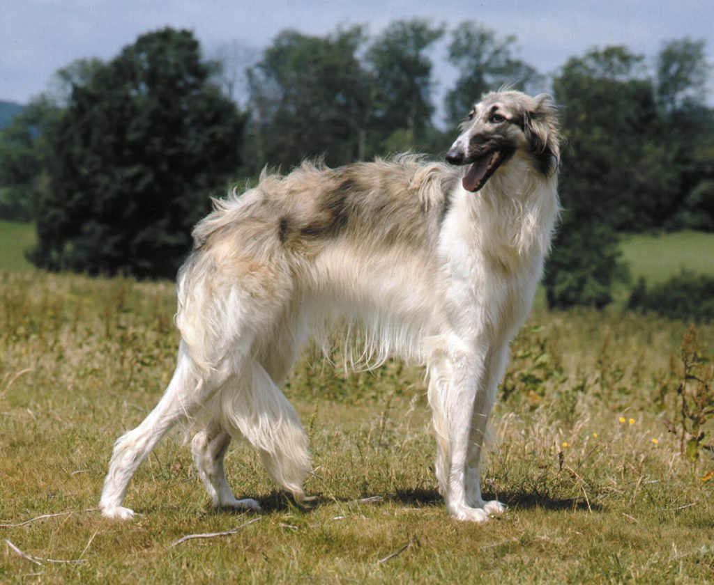 Borzoi dog