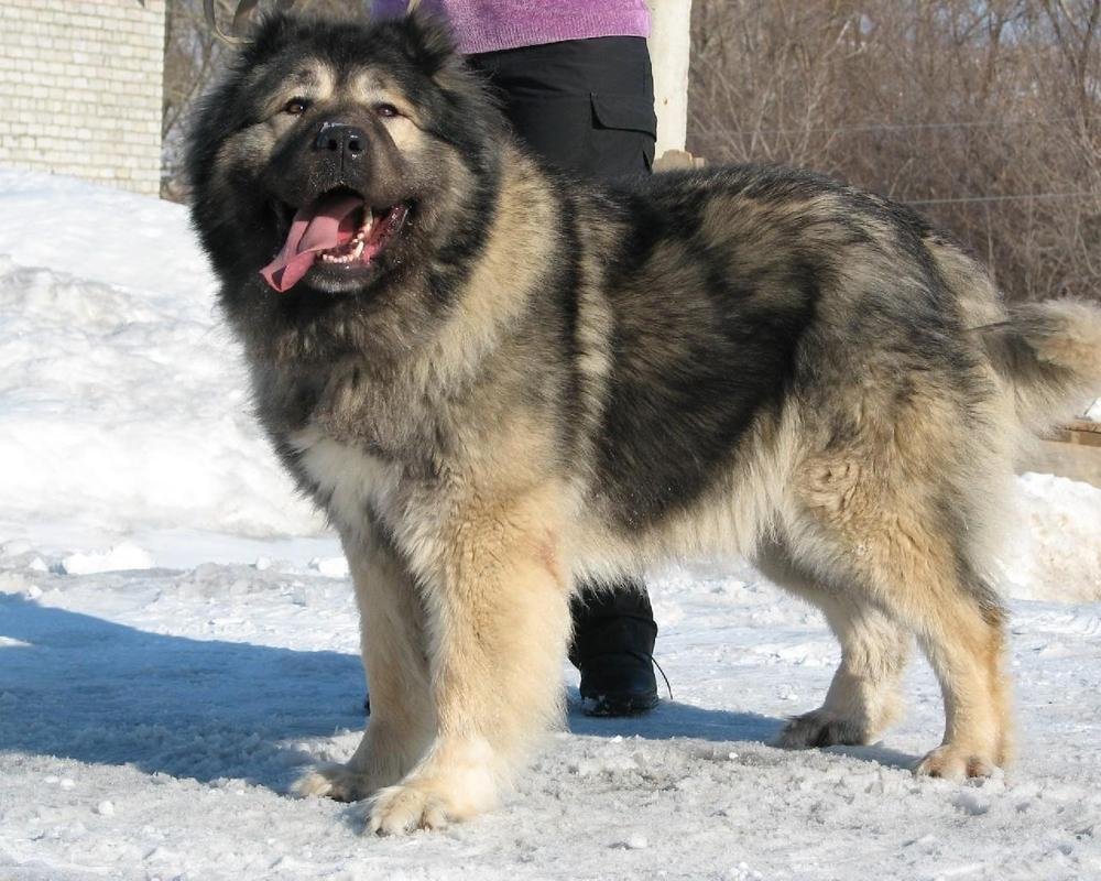 Caucasian Shepherd