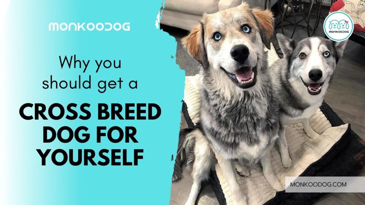 Cross Breeding Dogs: What Are The Advantages