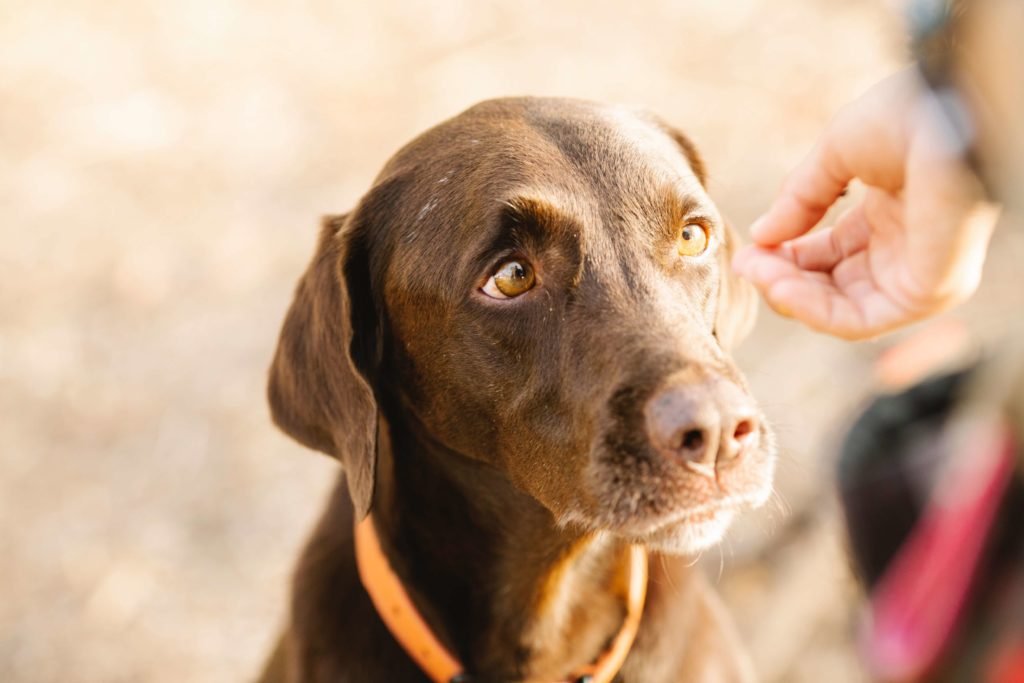 Labrador Retrievers Faithful dog breeds