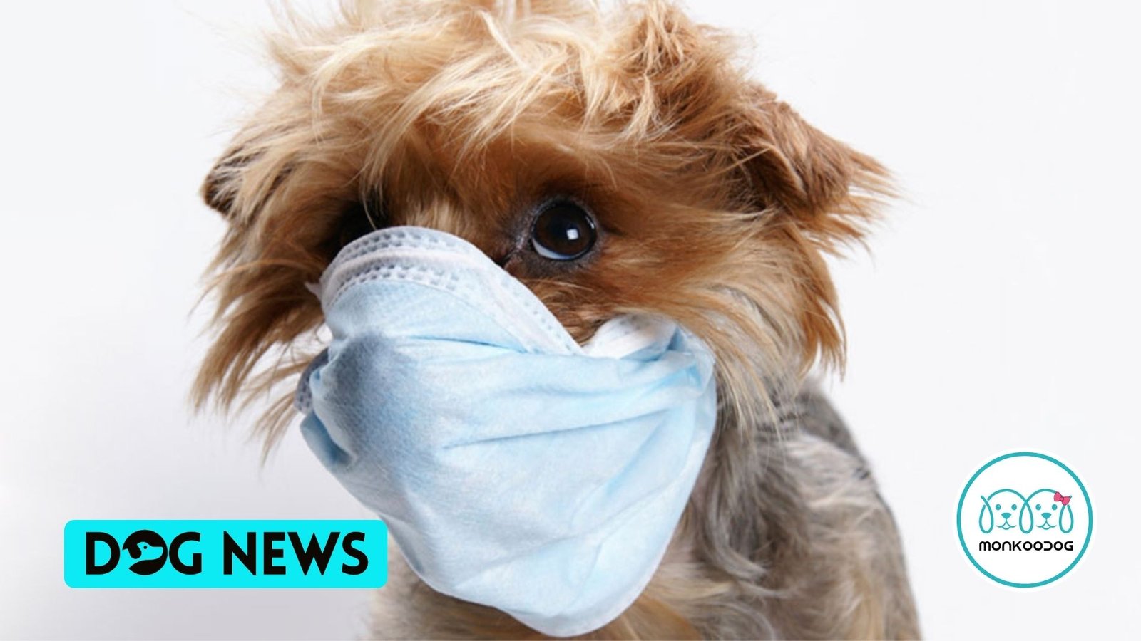 Canine influenza outbreak
