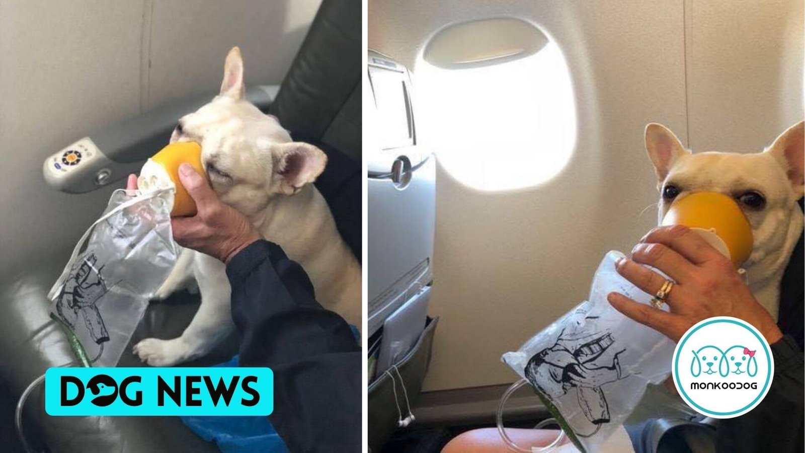 QuickThinking of Cabin Crew Saves French Bulldog Life on flight.