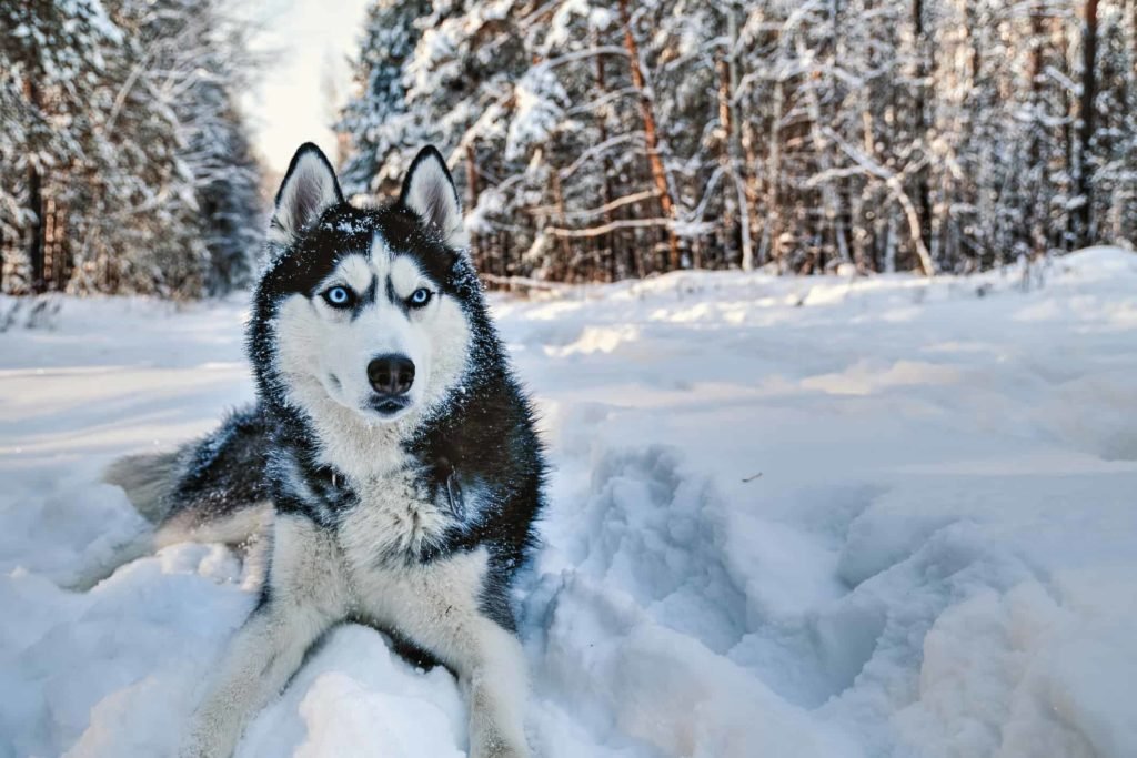 Siberian Husky dog