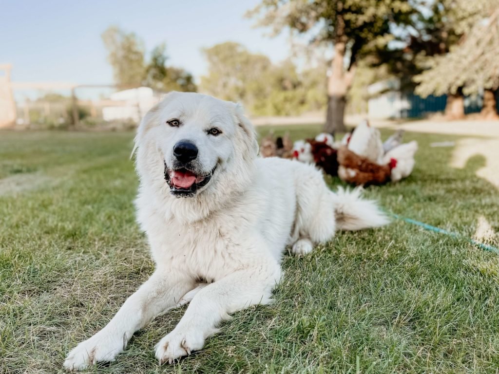 That cute smile of The Great Pyrenees can steal anybody's heart