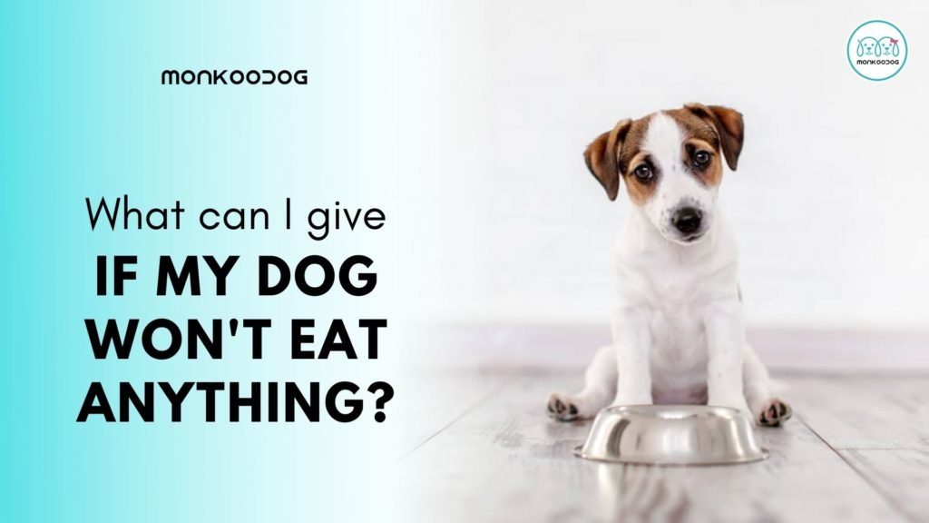 If my dog won't eat