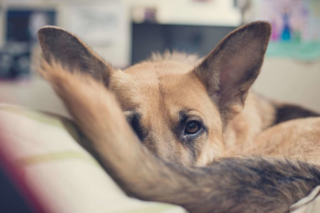 fireworks anxiety in dogs