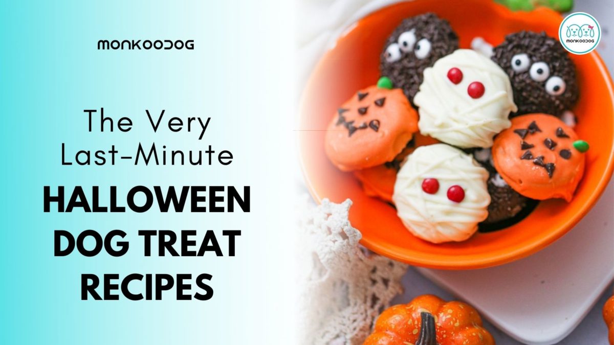 DIY Easy Last-Minute Homemade Halloween Dog Treat Recipes