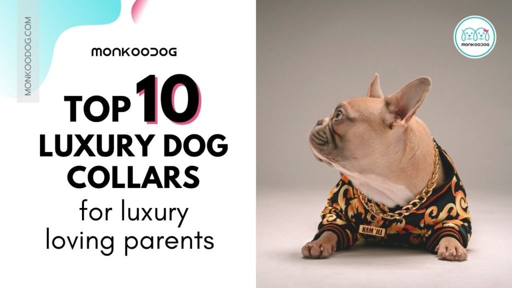 10 Luxury Dog Collars For Luxury Loving Parents