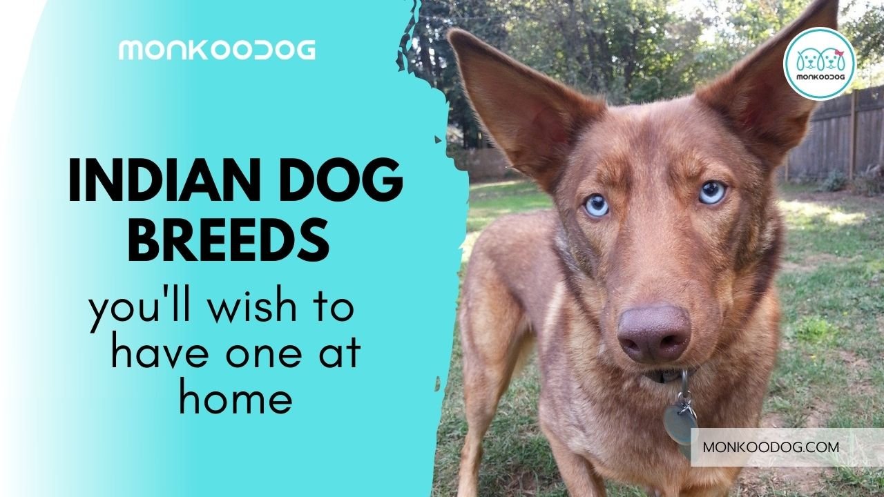 10 indian dog breeds you'll wish to have one at home