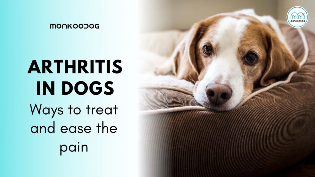 Arthritis in Dogs Ways to Treat and Ease Pain-2