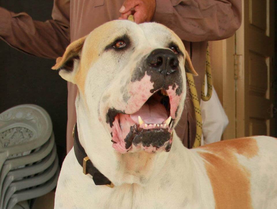 Bully Kutta/ Indian Mastiff Dog