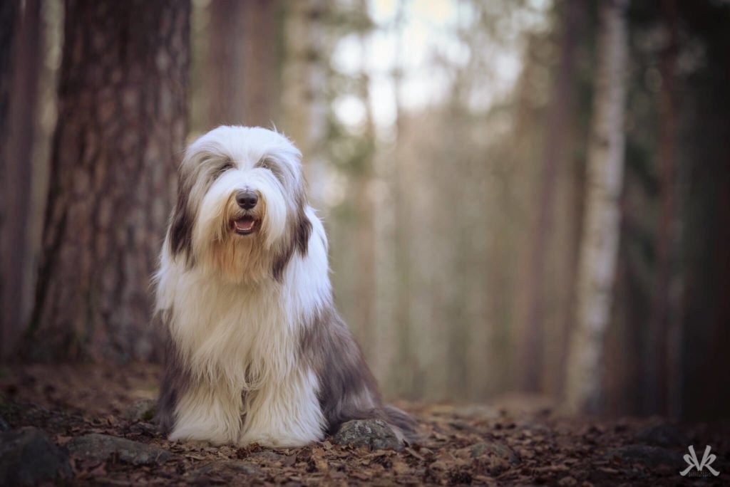 Bearded Collie Dog Breed