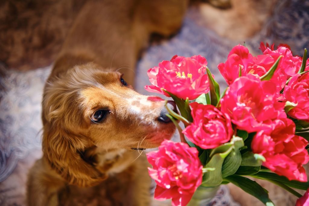 Dog's nose are very curious