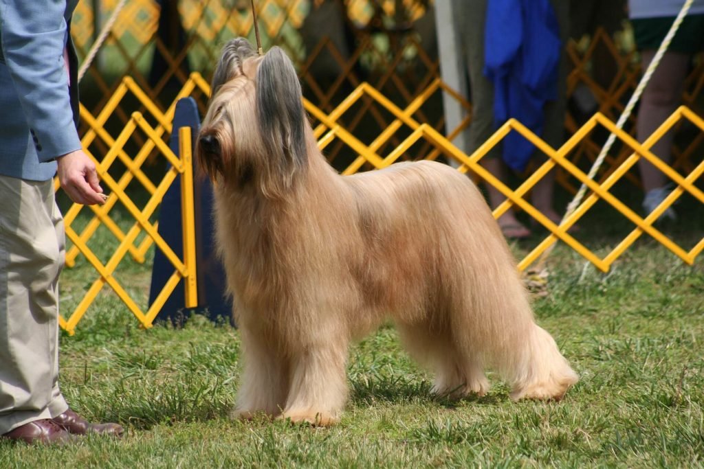 Briard Dog Breeds