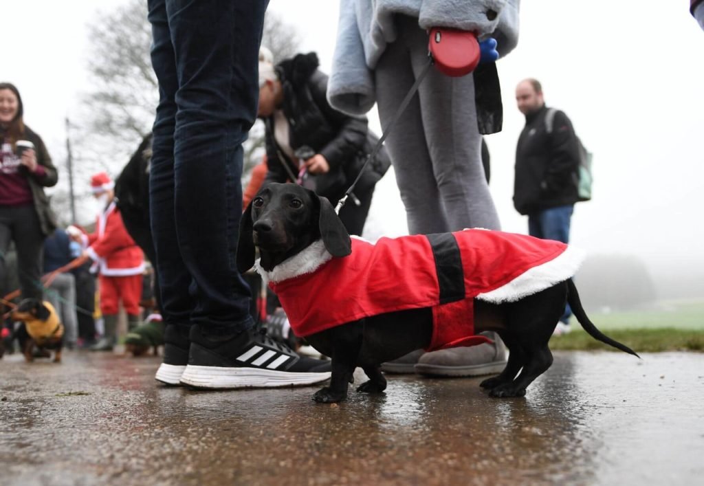 pooches walk on christmas