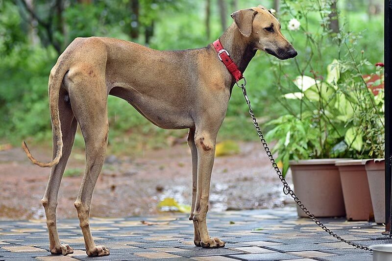 Chippiparai Dog Breed