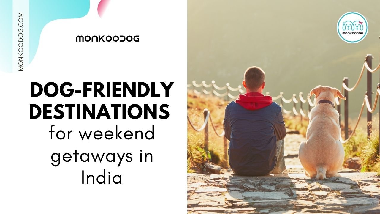 Dog-Friendly Destinations For Weekend Getaways In India