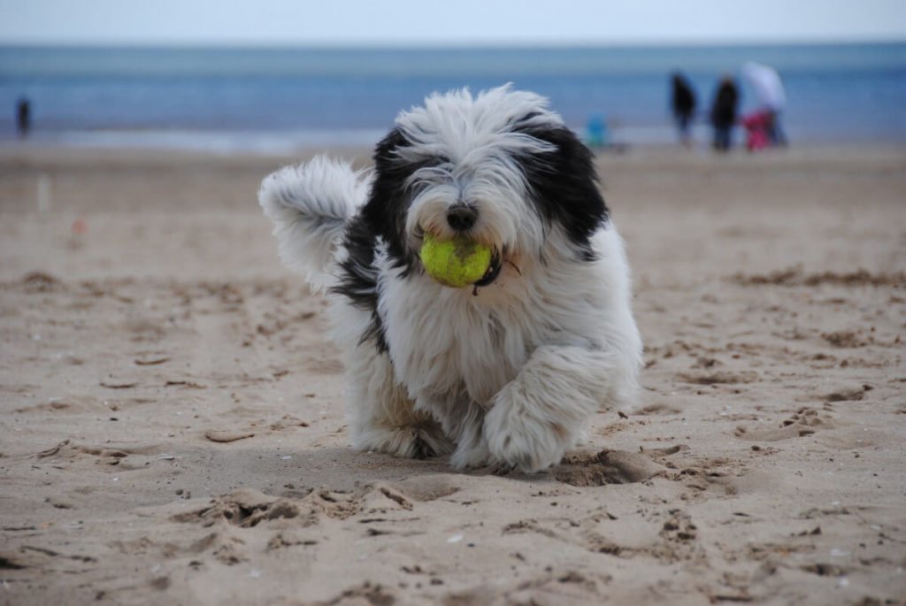 Havanese Dog Breeds