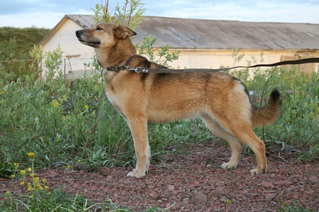 Indian pariah dog breed