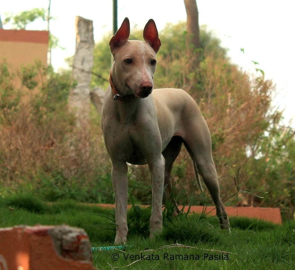 Jonangi Dog Breed