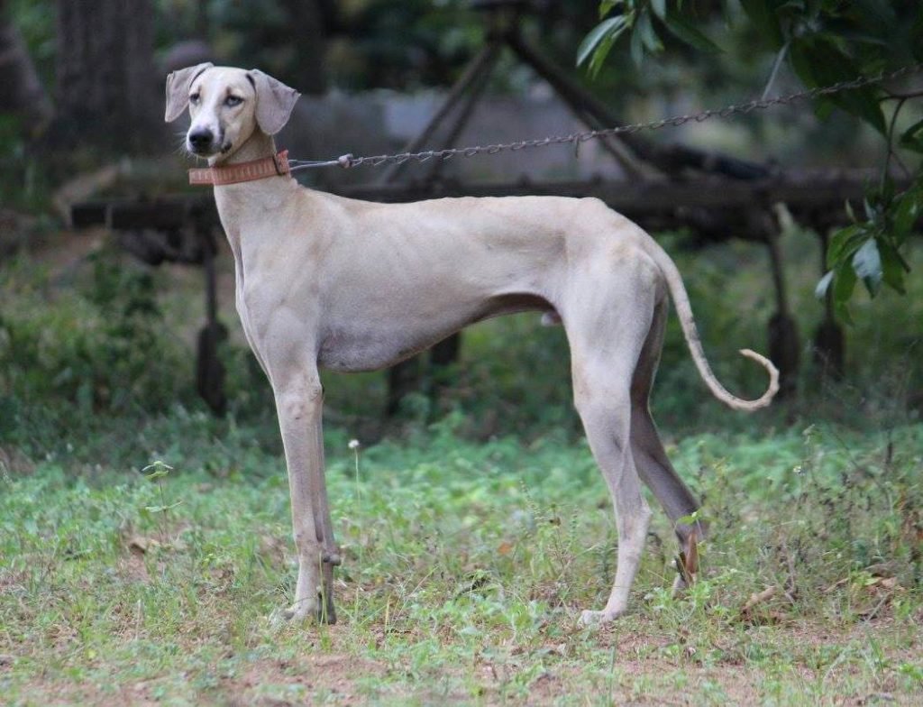 Kanni dog Breed