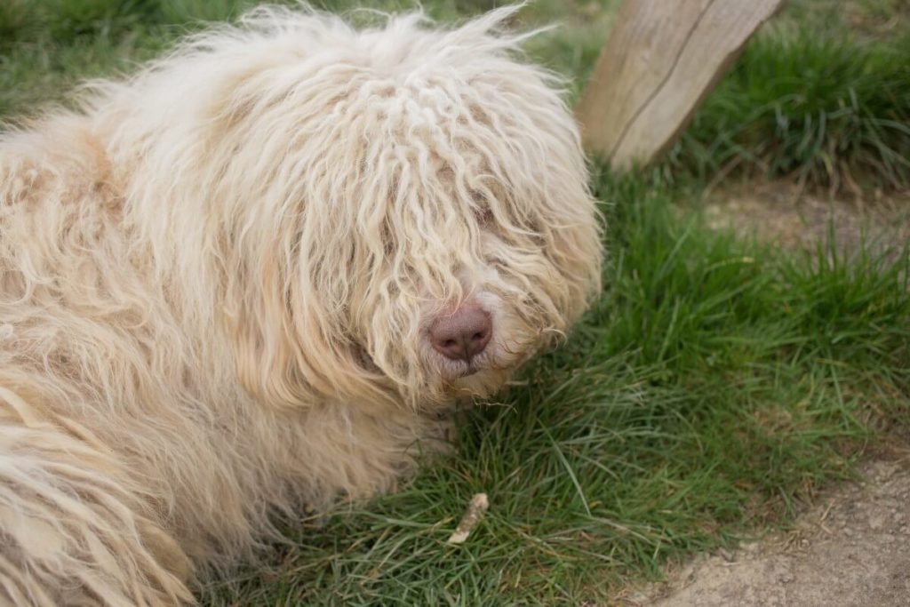 Komondor Dog Breed