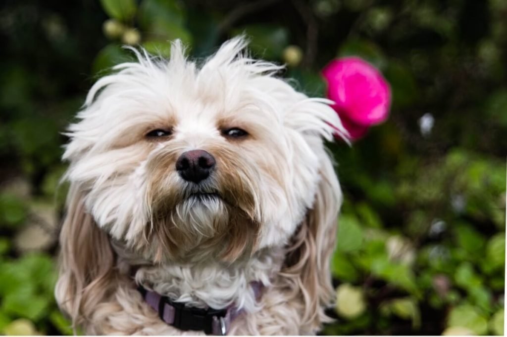 Lhasa Apso Dog Breed