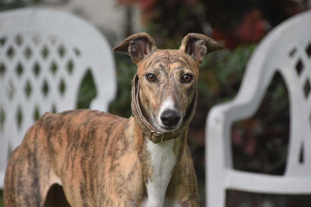 Rampur Greyhound Dog Breed