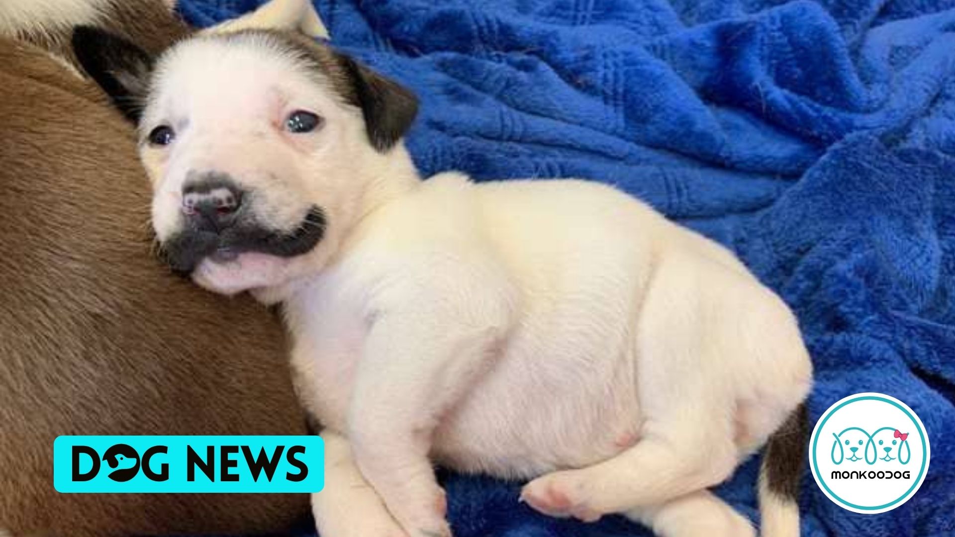 Rescue Puppy Born With The Cutest Handlebar Mustache Goes Viral On Social Media