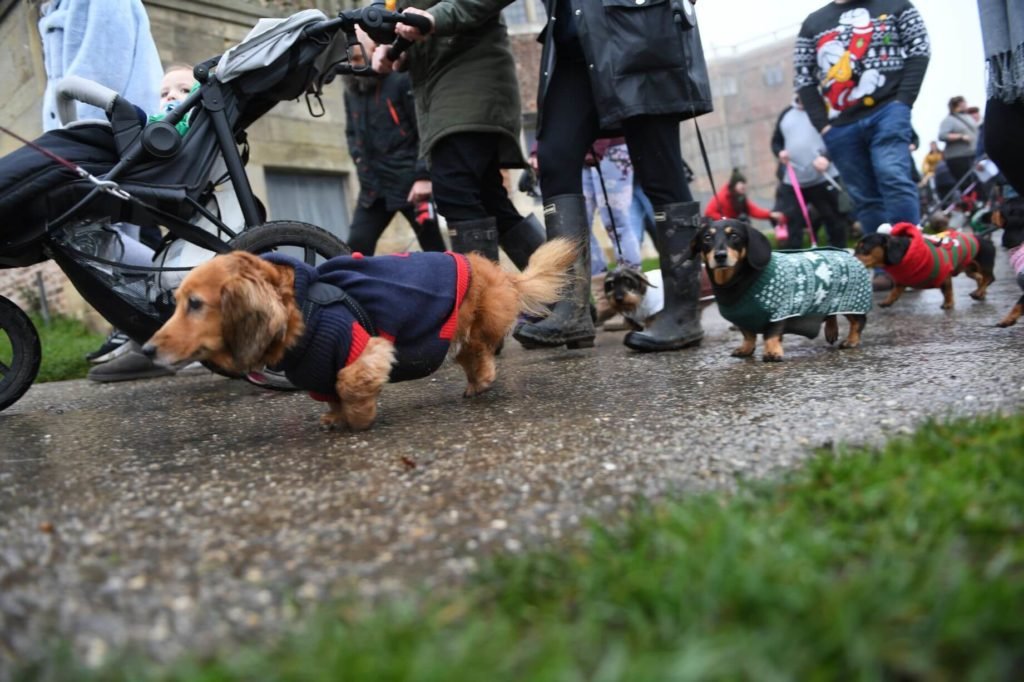 Sausages Walking