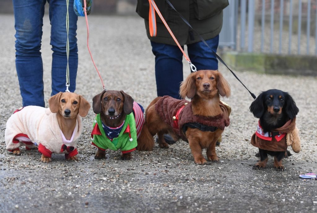 Sausages dogs Walking