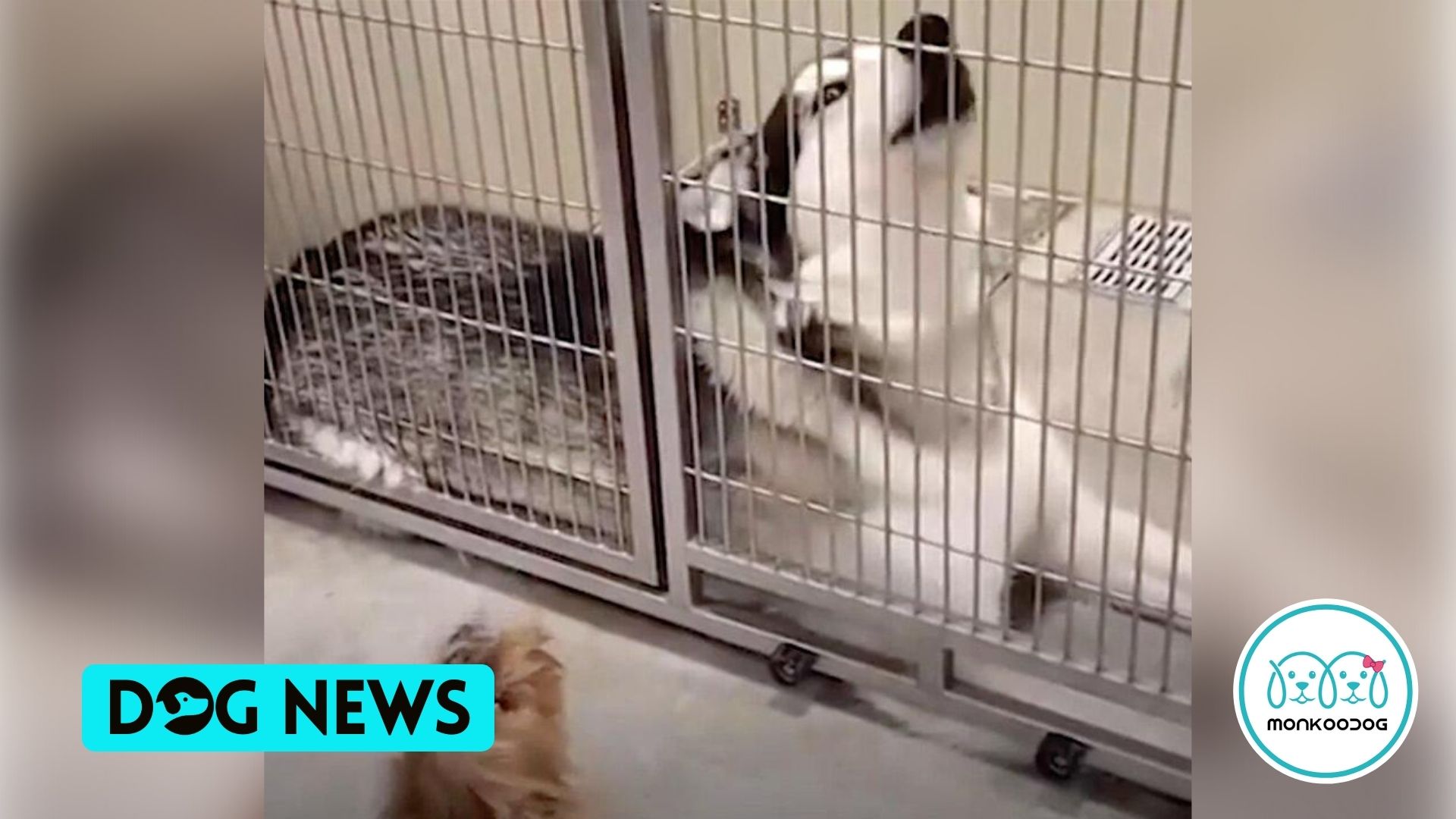WATCH Dog BFFs Bark, Sing, and Dance Together at Doggie Daycare Reunion After 18 Months Apart