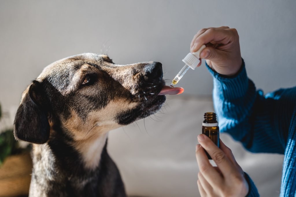 CBD Oil Make My Dog