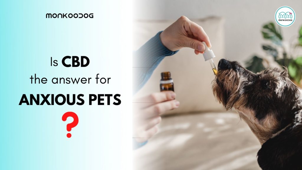 Is CBD the answer for anxious pets?