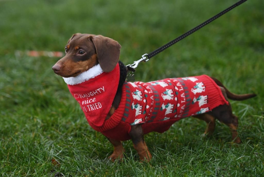 pooches walk on christmas