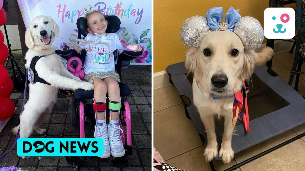 A dog to the rescue of an 8-year-old accidentally paralyzed girl