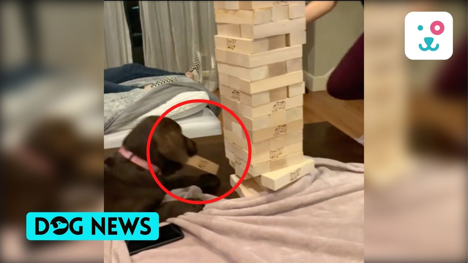 An Old Video of a Dog playing Jenga like a Pro went viral again.