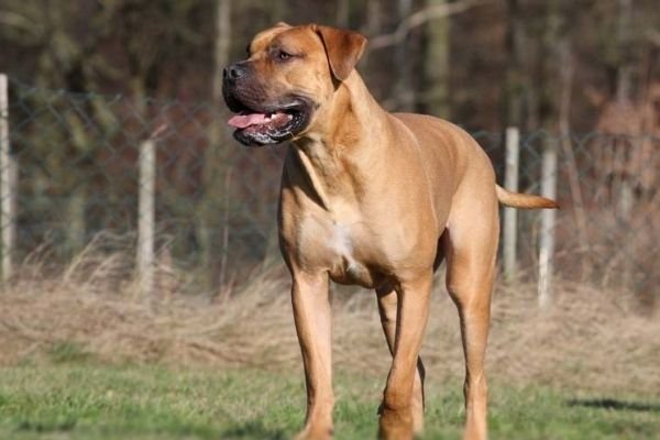 Boerboel